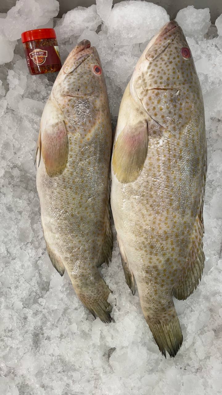 عرض البالول