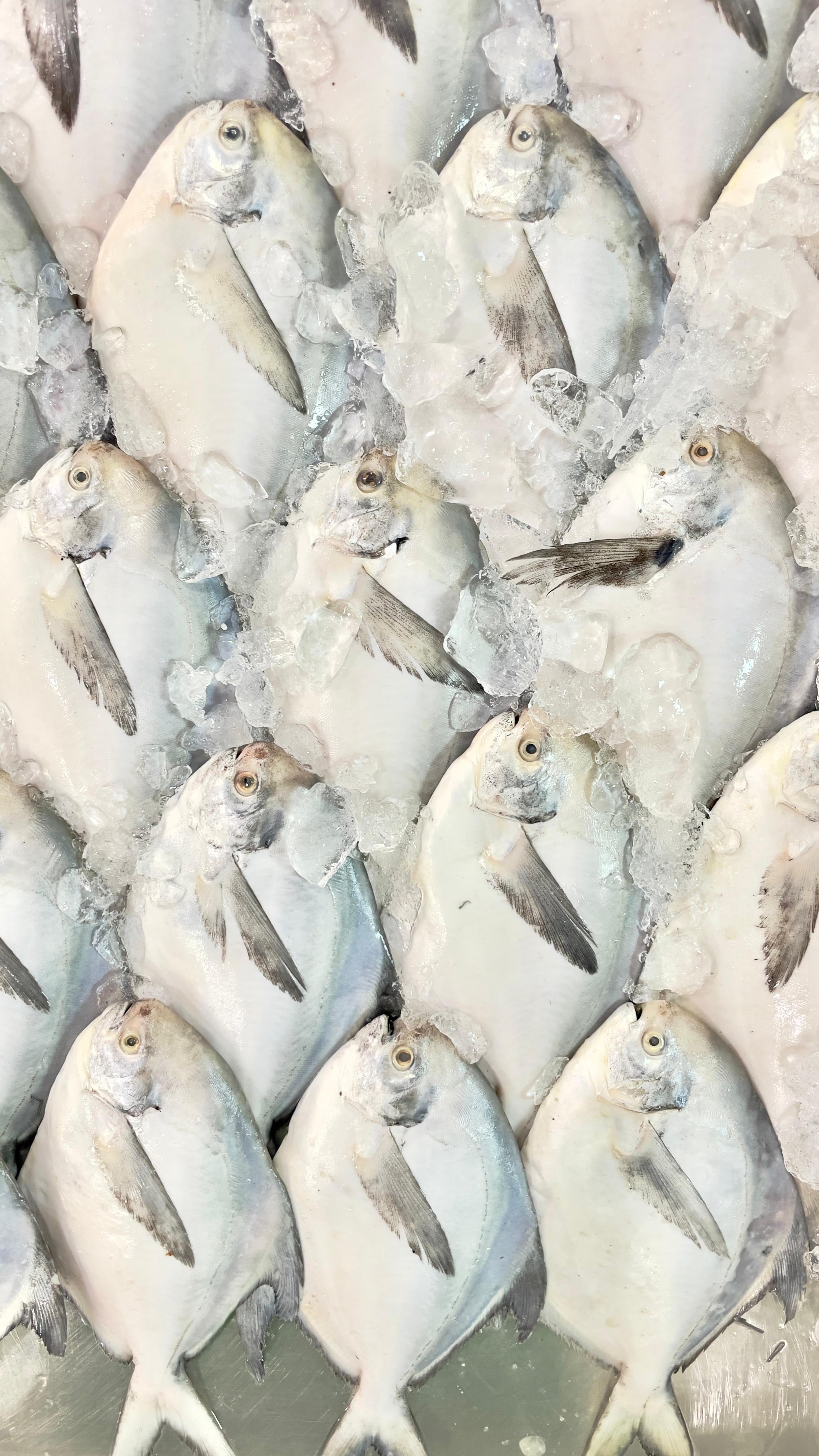 زبيدي إيراني