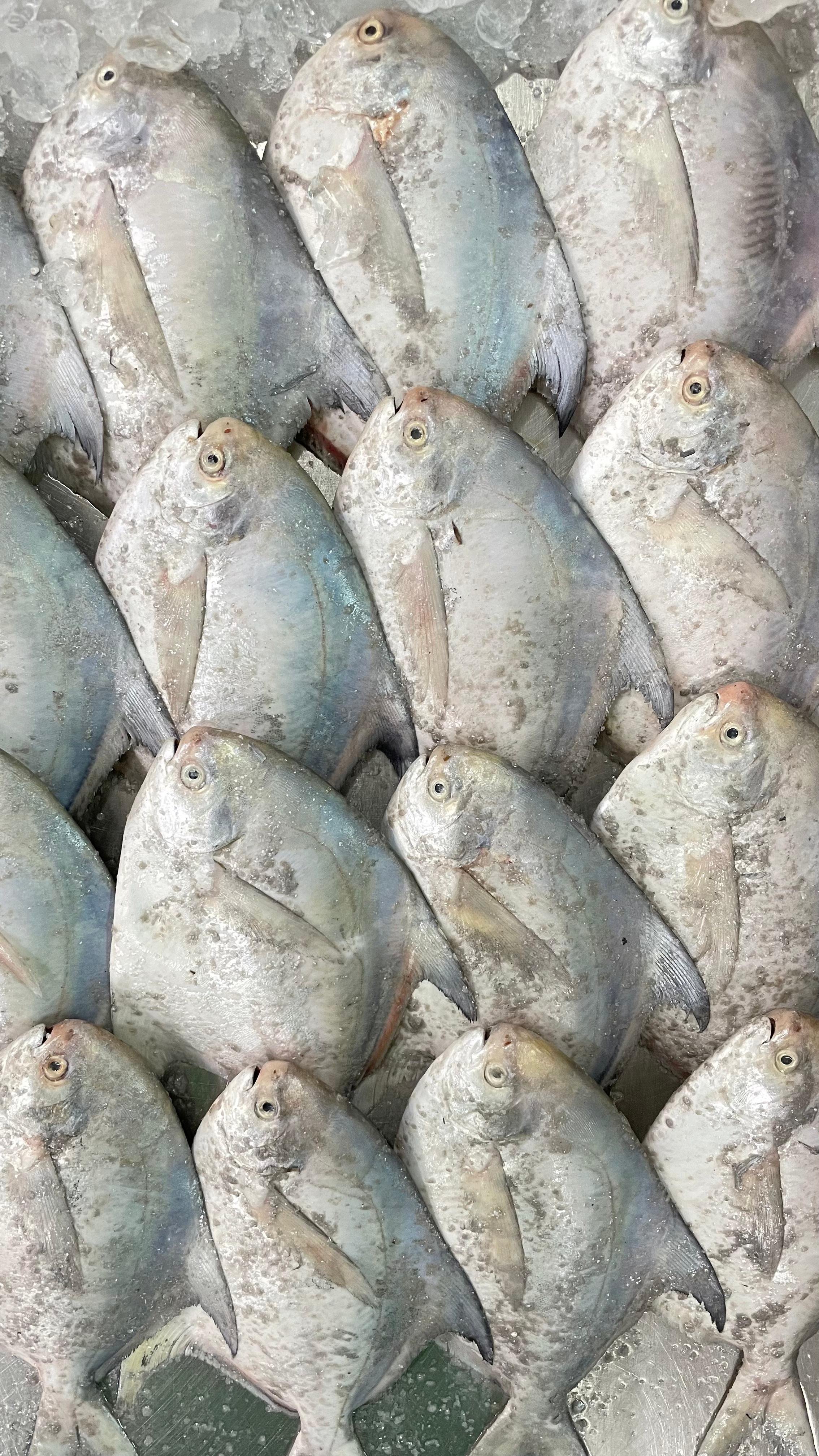 زبيدي كويتي