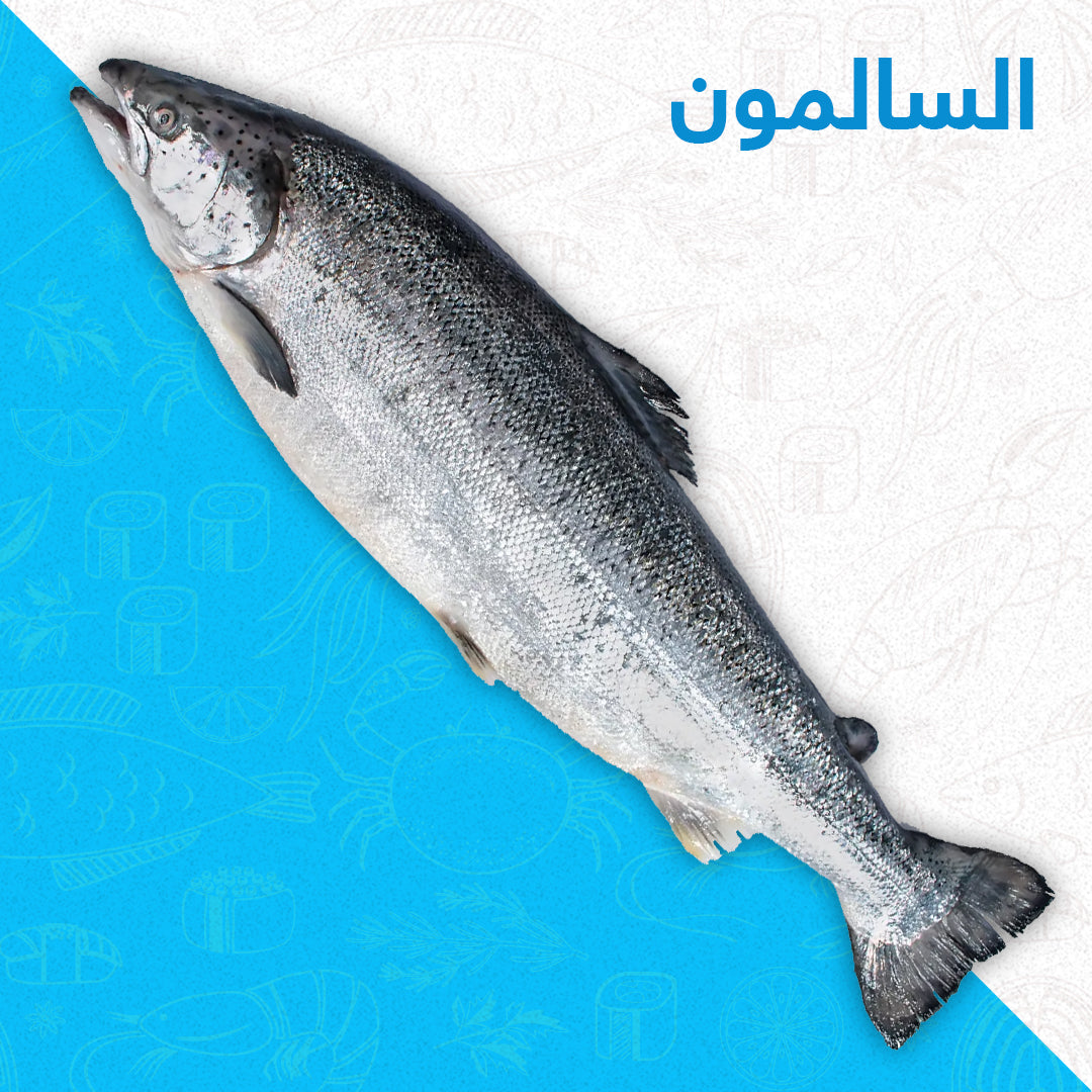سلمون