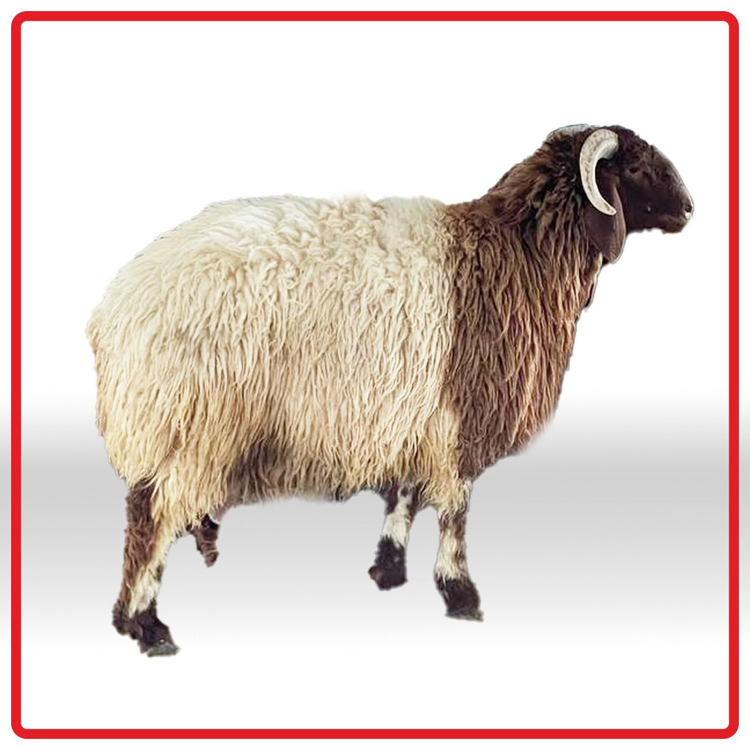 نعيمي أردني